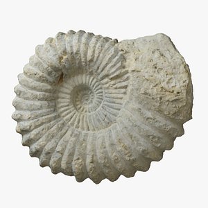 Ammonite Fossil large model