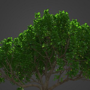 2021 PBR Fig Tree Collection - Ficus Carica
