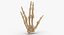 Ossa della mano umana Vulcan Sign White and Yellow Collection 01 - 2 modelli