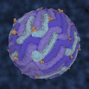 Zika VIrus