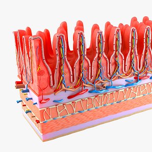 Small intestine wall section 3D