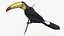 Keel Billed Toucan Perched on Branch model
