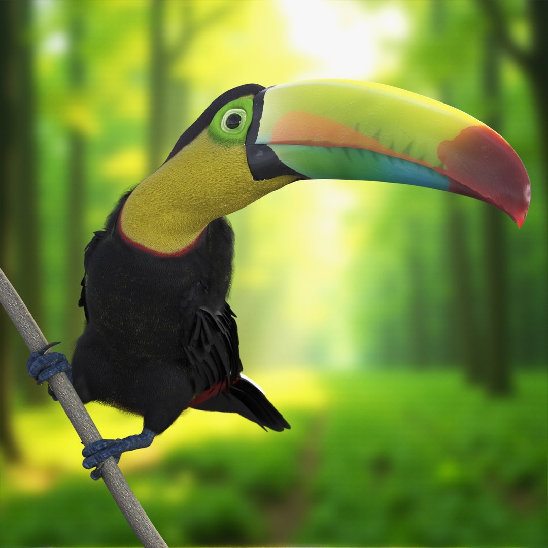 Keel Billed Toucan Perched on Branch model https://p.turbosquid.com/ts-thumb/QE/hLI3pz/Ad/keel_billed_toucan_perched_on_branch_001/jpg/1756685613/1920x1080/fit_q87/8b1901e5d46eedc69b9fd9317f661374405b635e/keel_billed_toucan_perched_on_branch_001.jpg