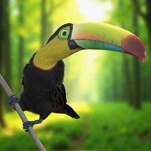 Keel Billed Toucan Perched on Branch model