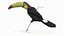 Keel Billed Toucan Perched on Branch model