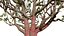 Arabian Frankincense Tree 3D Model