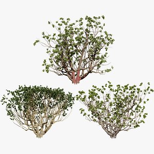 Arabian Frankincense Tree 3D Model 3D model