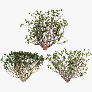 Arabian Frankincense Tree 3D Model