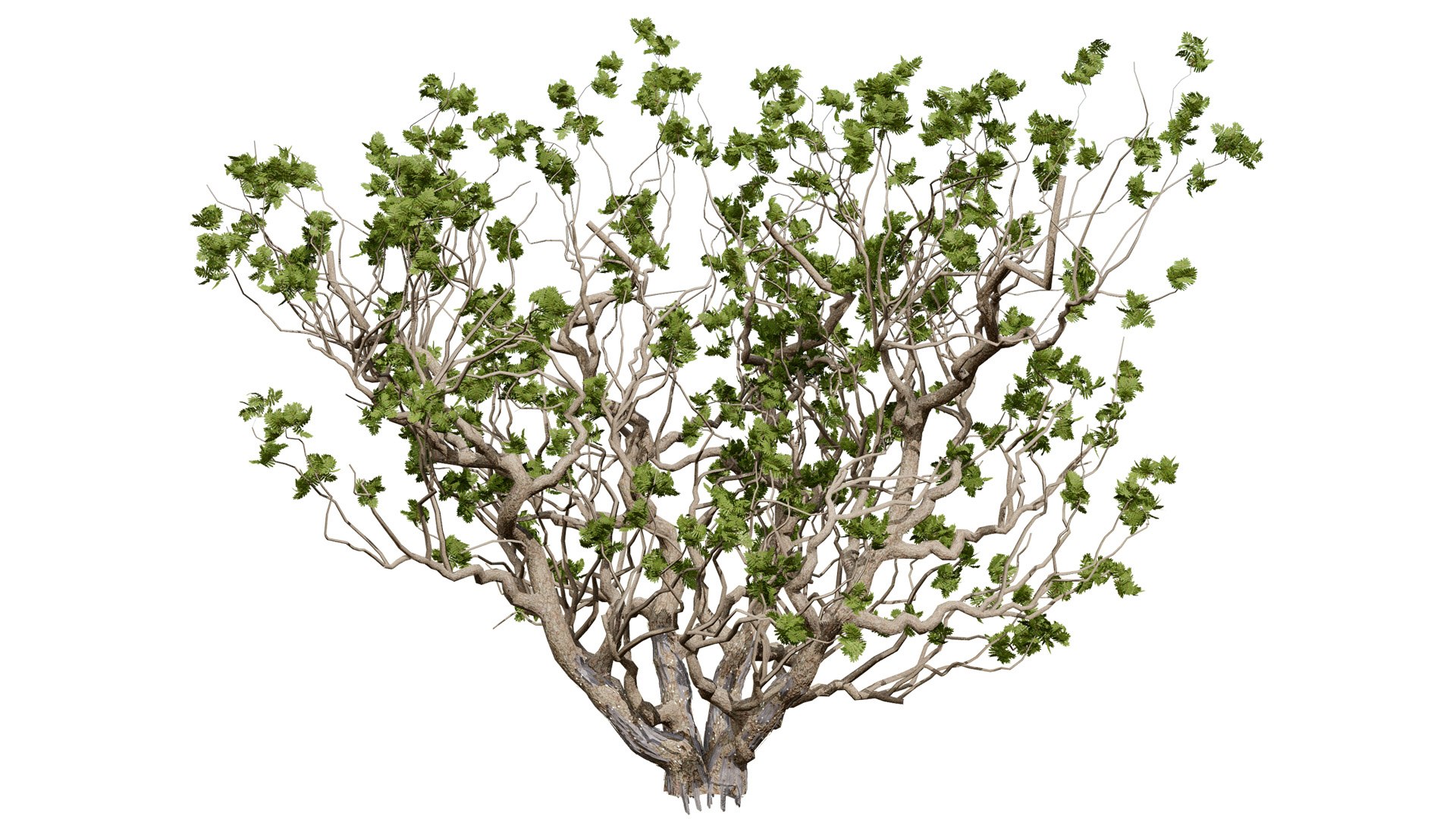 Arabian Frankincense Tree 3D Model 3D model https://p.turbosquid.com/ts-thumb/QE/ifDs0S/Gd/arabianboswelliasacralubantreesecondvariationl/jpg/1761840278/1920x1080/fit_q87/31bf3aa12b50f4d535472eb824f516d3839b92ca/arabianboswelliasacralubantreesecondvariationl.jpg
