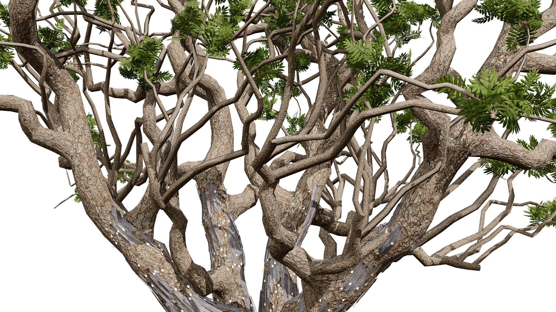 Arabian Frankincense Tree 3D Model 3D model https://p.turbosquid.com/ts-thumb/QE/ifDs0S/H7/arabianboswelliasacralubantreesecondvariationz45l/jpg/1761840278/1920x1080/fit_q87/087aacb4504b022d6014a81376ac49d21d419f83/arabianboswelliasacralubantreesecondvariationz45l.jpg