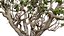 Arabian Frankincense Tree 3D Model