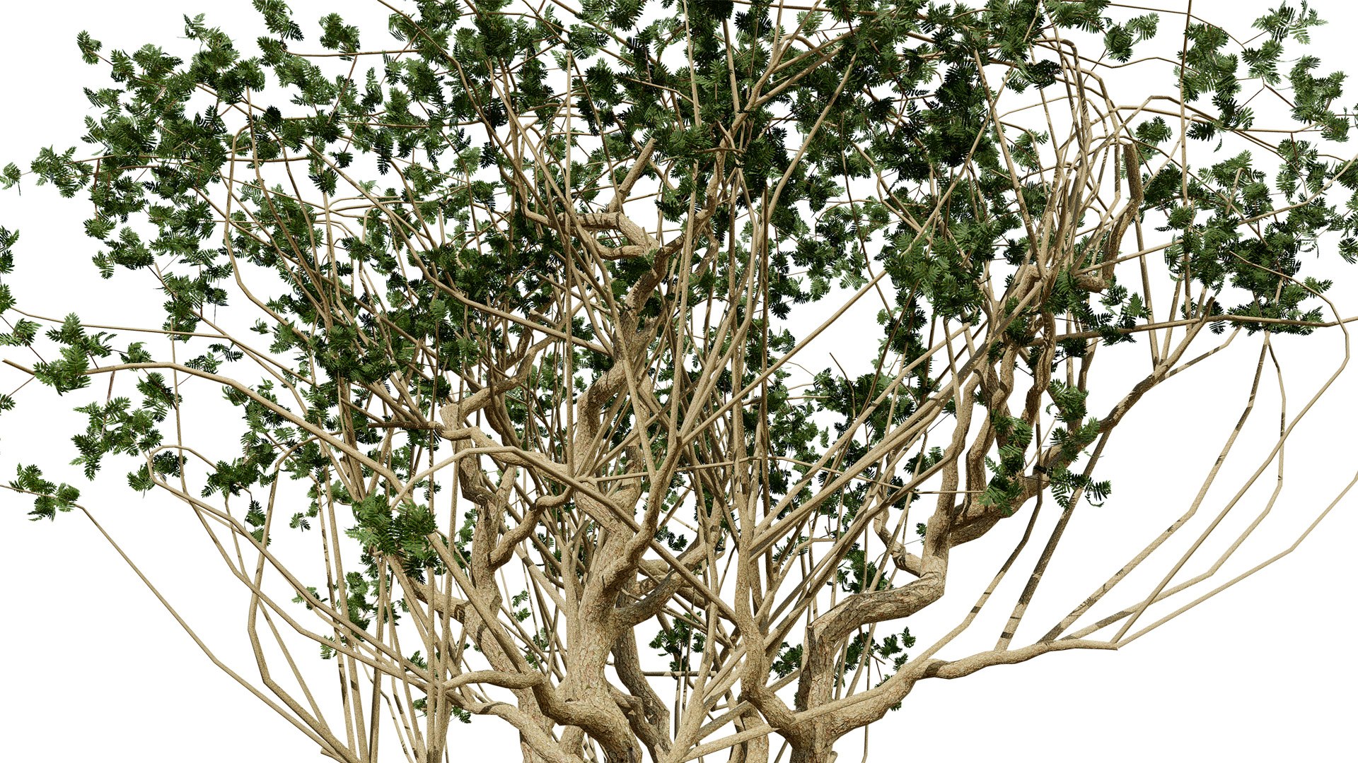 Arabian Frankincense Tree 3D Model 3D model https://p.turbosquid.com/ts-thumb/QE/ifDs0S/HP/arabianboswelliasacralubantreethirdvariationz5487l/jpg/1761840281/1920x1080/fit_q87/5c08ae230497f47a673d48463e6345a85797535b/arabianboswelliasacralubantreethirdvariationz5487l.jpg