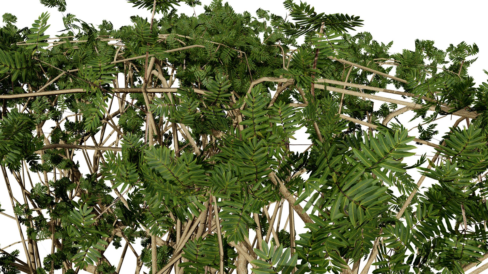 Arabian Frankincense Tree 3D Model 3D model https://p.turbosquid.com/ts-thumb/QE/ifDs0S/VJ/arabianboswelliasacralubantreethirdvariation4l/jpg/1761840281/1920x1080/fit_q87/fe662815faa7580b9154429f2942985ee3a46853/arabianboswelliasacralubantreethirdvariation4l.jpg