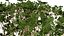 Arabian Frankincense Tree 3D Model