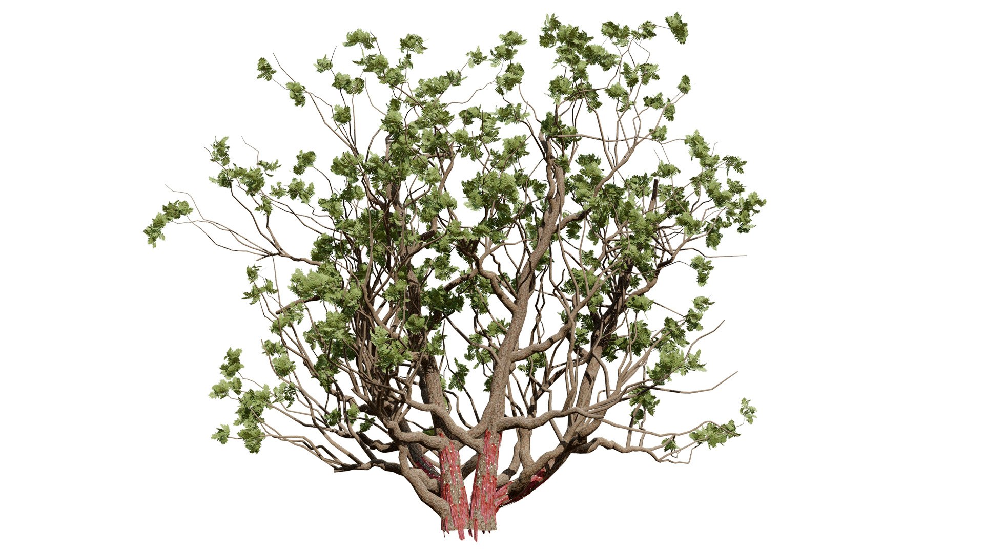 Arabian Frankincense Tree 3D Model 3D model https://p.turbosquid.com/ts-thumb/QE/ifDs0S/W9/arabianboswelliasacralubantreefirstvariationl/jpg/1761840277/1920x1080/fit_q87/2f664e253176da12dbb9d090889ada91359ddd37/arabianboswelliasacralubantreefirstvariationl.jpg