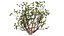 Arabian Frankincense Tree 3D Model