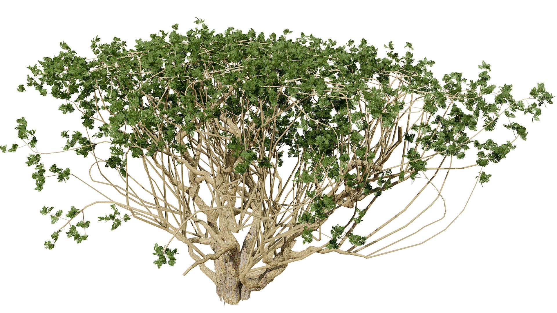 Arabian Frankincense Tree 3D Model 3D model https://p.turbosquid.com/ts-thumb/QE/ifDs0S/cY/arabianboswelliasacralubantreethirdvariationz45l/jpg/1761840279/1920x1080/fit_q87/d0b331ed1d9d9a067320f6bc361a4cd3863a9e75/arabianboswelliasacralubantreethirdvariationz45l.jpg