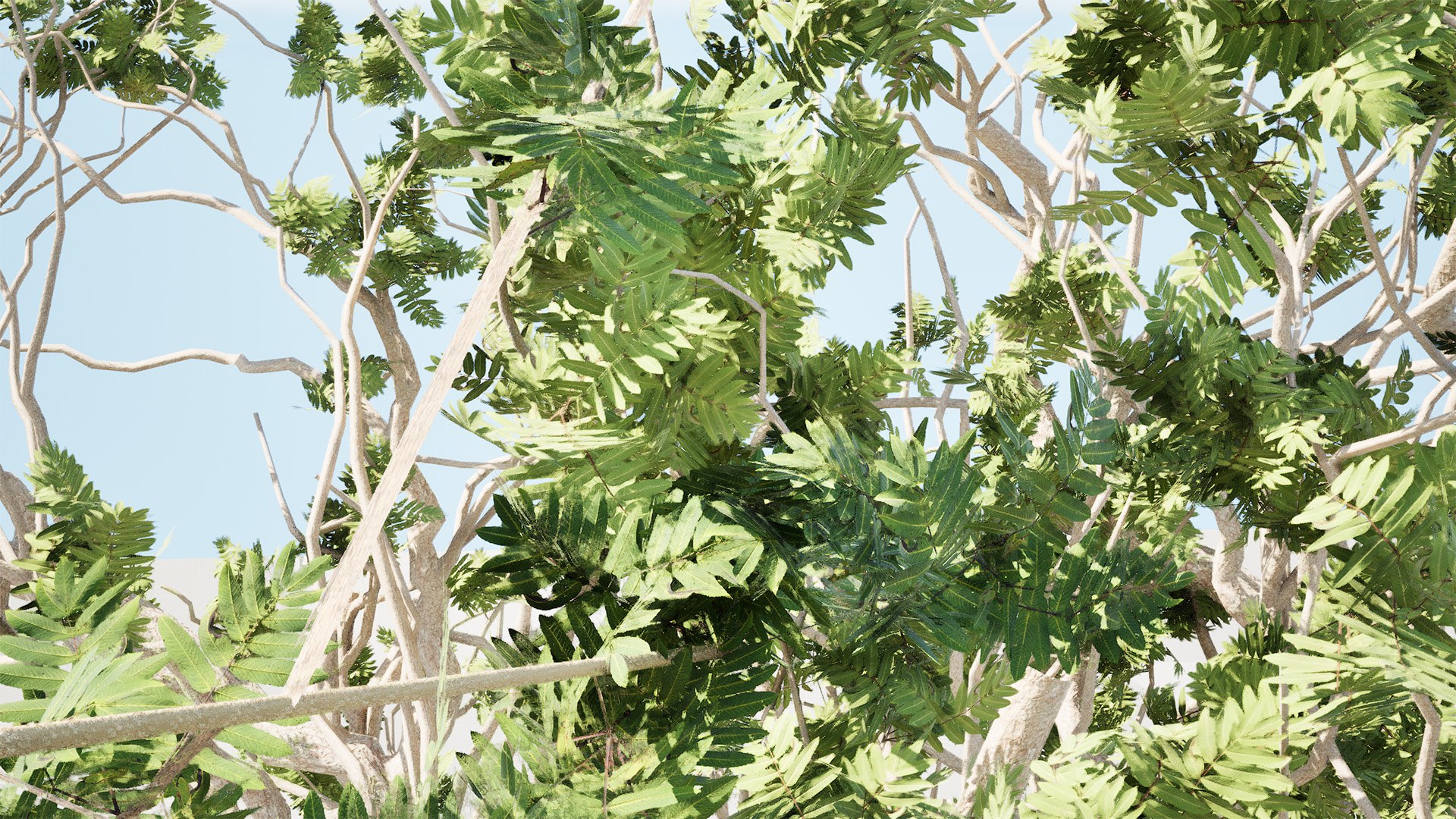 Arabian Frankincense Tree 3D Model 3D model https://p.turbosquid.com/ts-thumb/QE/ifDs0S/cw/highresscreenshot00002/jpg/1761840283/1920x1080/fit_q87/590cd7dee614a61014a4ee0864536340492f7b31/highresscreenshot00002.jpg