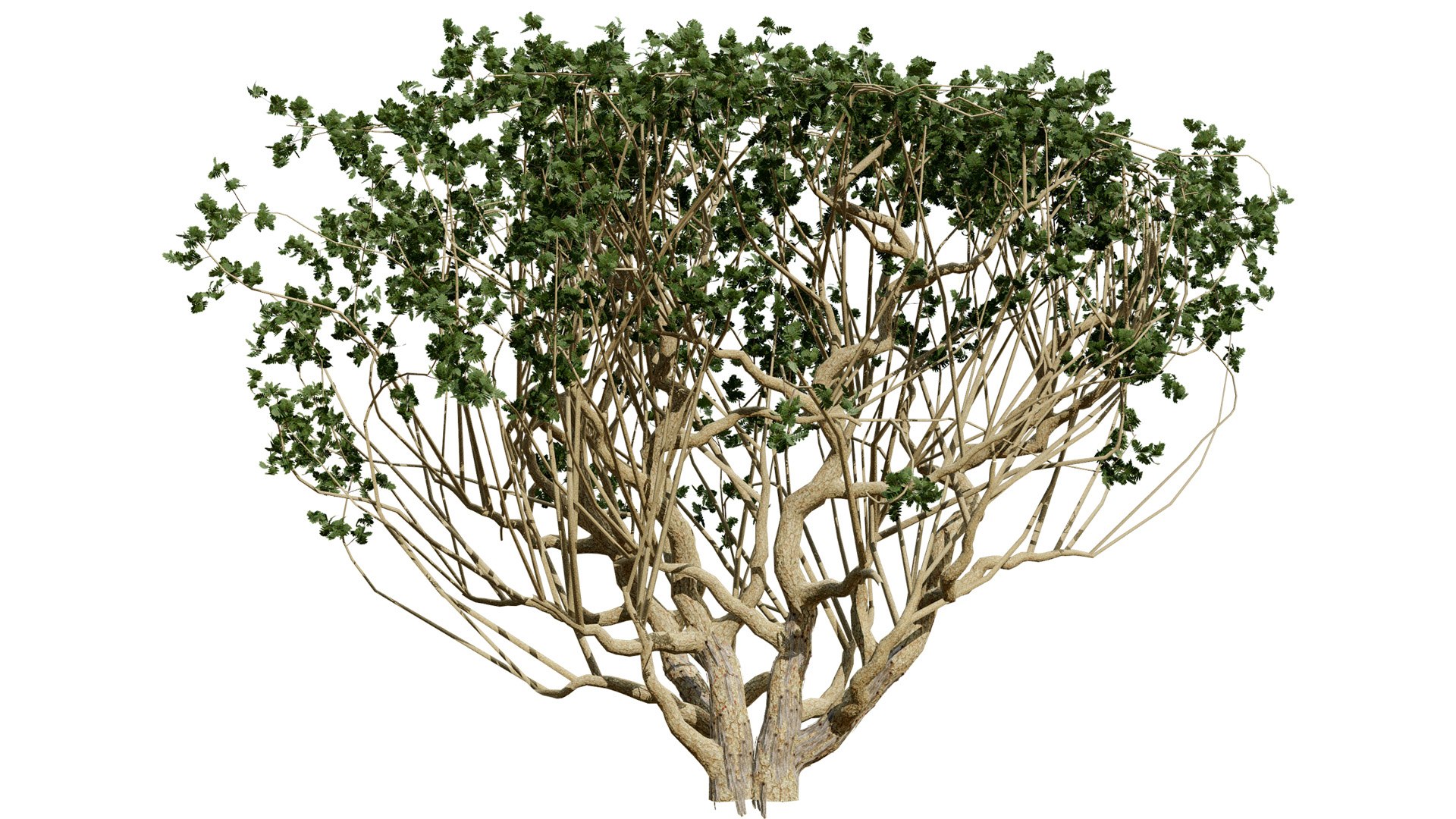 Arabian Frankincense Tree 3D Model 3D model https://p.turbosquid.com/ts-thumb/QE/ifDs0S/sM/arabianboswelliasacralubantreethirdvariationl/jpg/1761840279/1920x1080/fit_q87/2e149afa8faffa47d0a29a7b9a52a3a472395f5e/arabianboswelliasacralubantreethirdvariationl.jpg