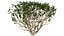 Arabian Frankincense Tree 3D Model