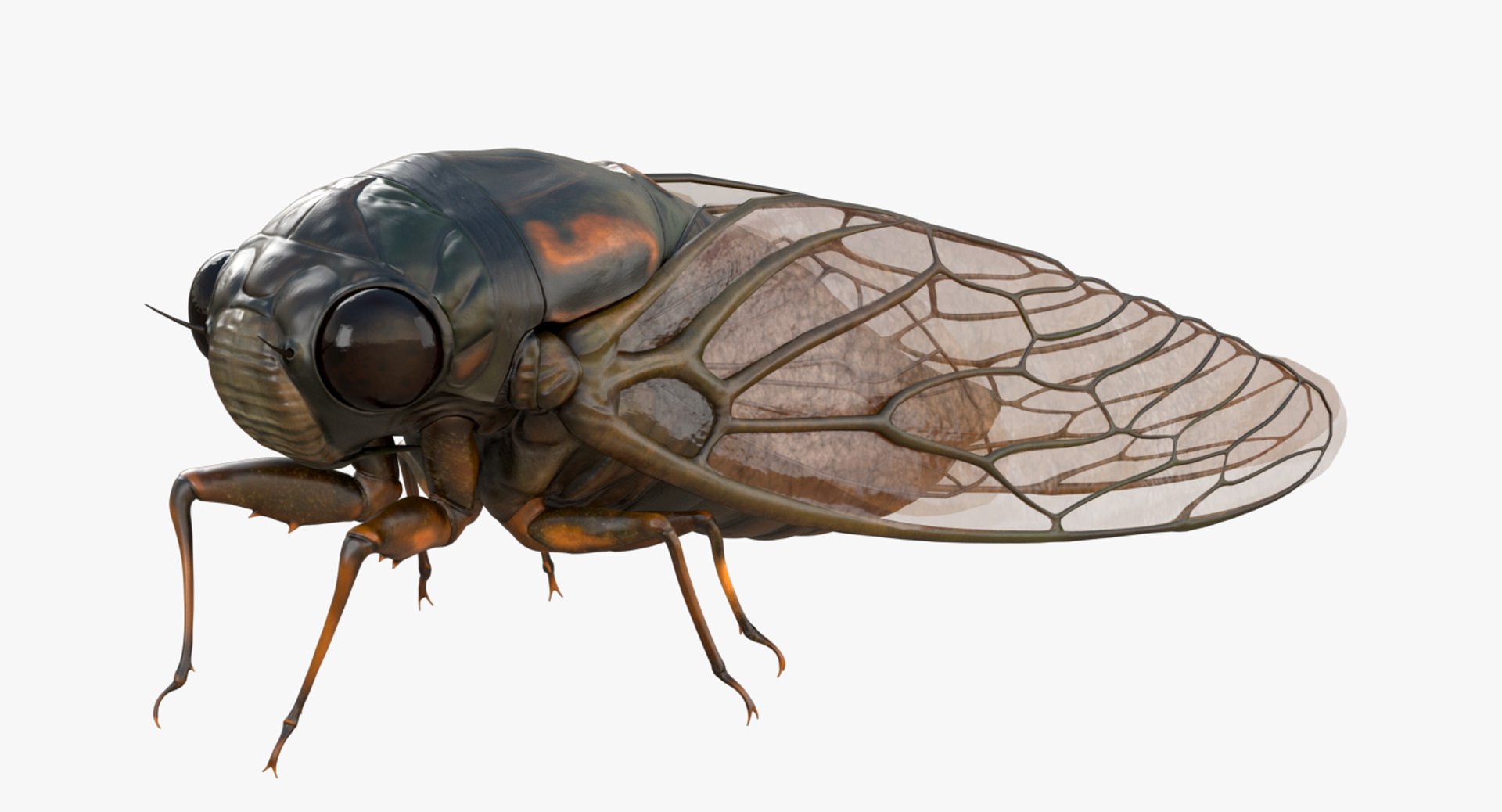 Realistic Cicada 3d Model