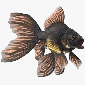 Black Moor Goldfish Rigged 3D