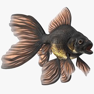 Black Moor Goldfish Rigged