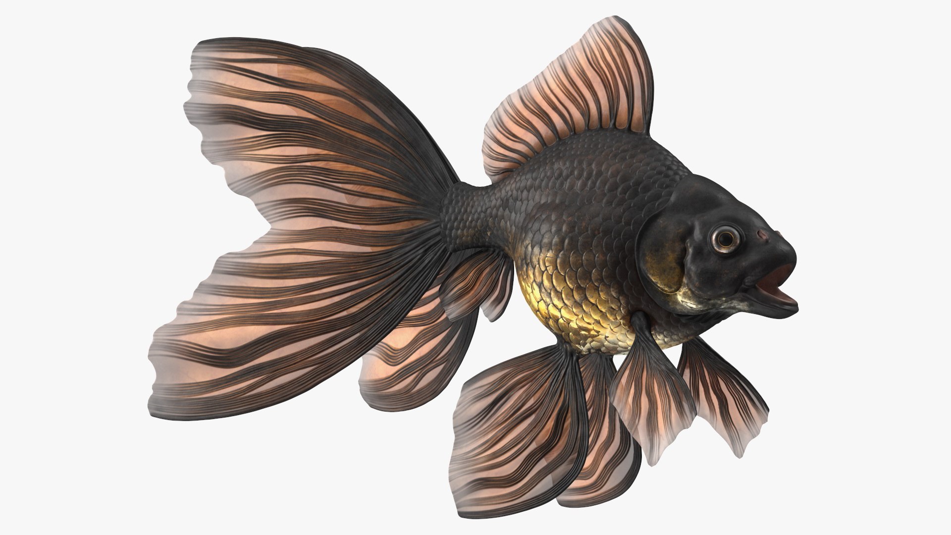 Freshwater Fish Rigged Collection 3 3D model https://p.turbosquid.com/ts-thumb/QE/rcGzM3/ir/blackmoorgoldfishriggedc4dmodel001/jpg/1626346072/1920x1080/fit_q87/a0fcded663c1c4d8e445e1148253f633b7b5addc/blackmoorgoldfishriggedc4dmodel001.jpg