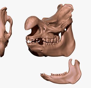 White Rhinoceros Skull - CNC and print 3D model