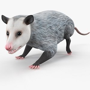 Opossum Eating Animated Rigged for Cinema 4D 3D model