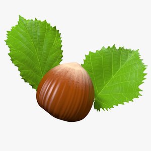 3D hazelnut leaves nut hazel model