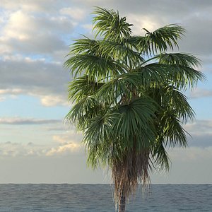 3d washingtonia palm tree