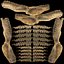 Mounted Great White Shark Jaws