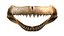Mounted Great White Shark Jaws