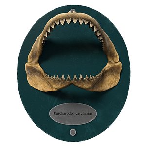 Mounted Great White Shark Jaws