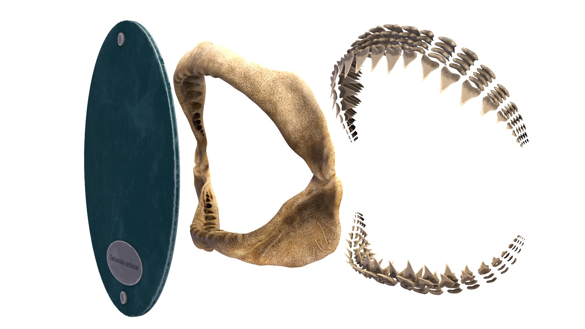 Mounted Great White Shark Jaws 3D model https://p.turbosquid.com/ts-thumb/QF/J1cEpl/DC/gw_shark_jaws_product_shot_10/jpg/1680543835/1920x1080/fit_q87/d1af415643e8d20fe710d844edb14abf32fe542b/gw_shark_jaws_product_shot_10.jpg