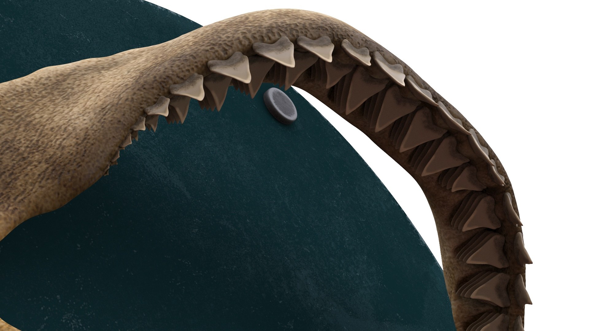 Mounted Great White Shark Jaws 3D model https://p.turbosquid.com/ts-thumb/QF/J1cEpl/rc/gw_shark_jaws_product_shot_04/jpg/1680543832/1920x1080/fit_q87/07421b862ddce97321f9bbef11e7f5f22a9fb03d/gw_shark_jaws_product_shot_04.jpg