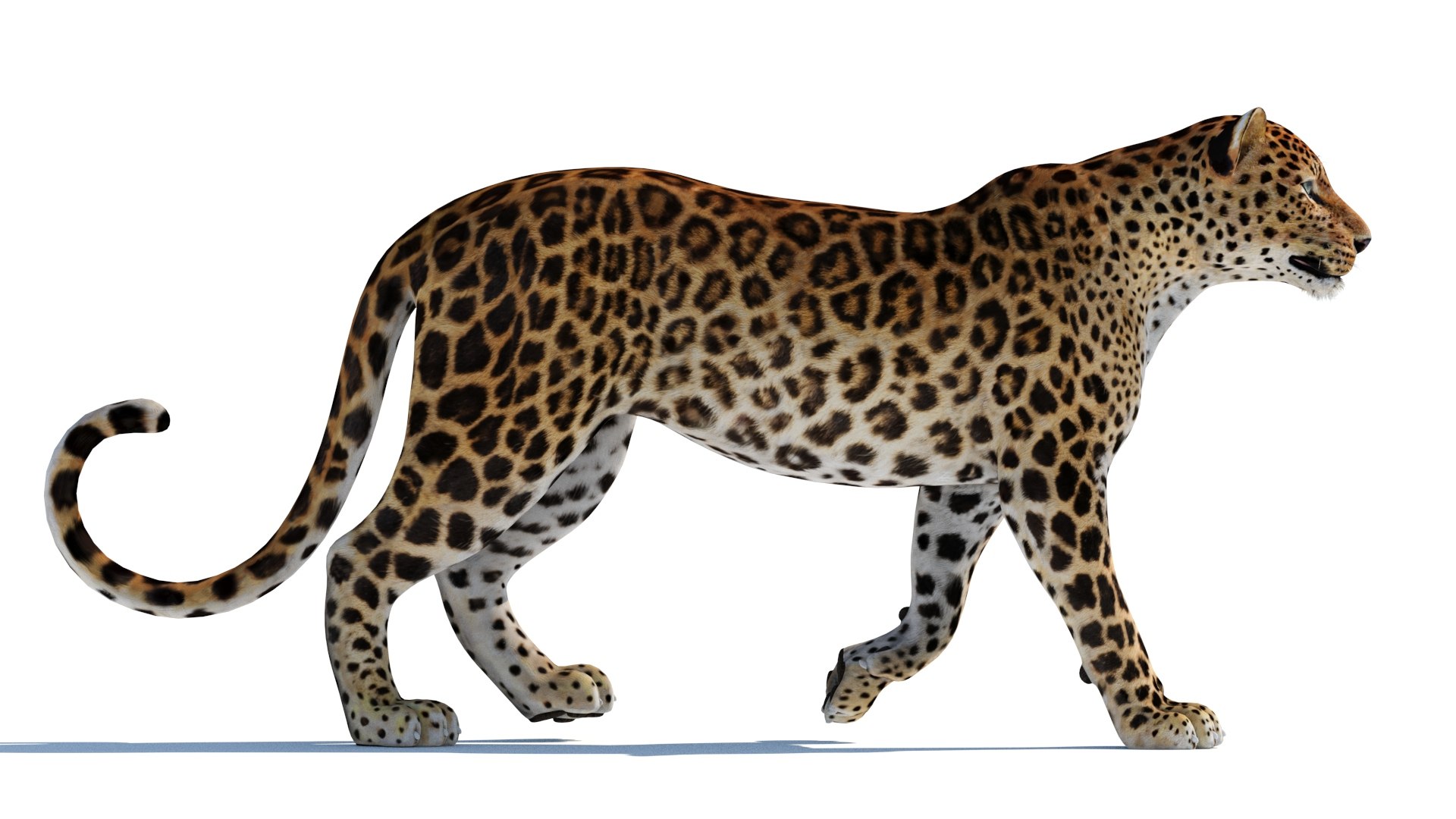 3D Animated Sri Lankan Leopard 3D Model - TurboSquid 2098186