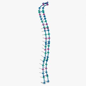 Spine Fixation System Colored 3D model