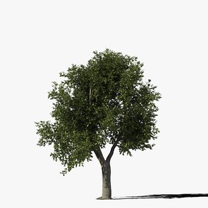 3d model oak tree