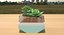 Decorate Plant 1