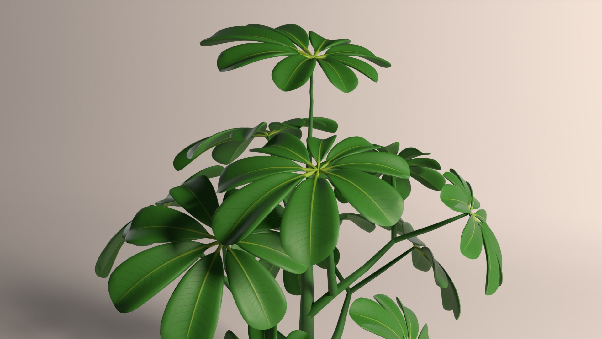 Cartoon Schefflera potted plant 3D model https://p.turbosquid.com/ts-thumb/QF/bial7z/6m/p_35/png/1766404829/1920x1080/fit_q87/fa44c2b8b07bbdcdfe98fafea51ba7dace31f6a5/p_35.jpg