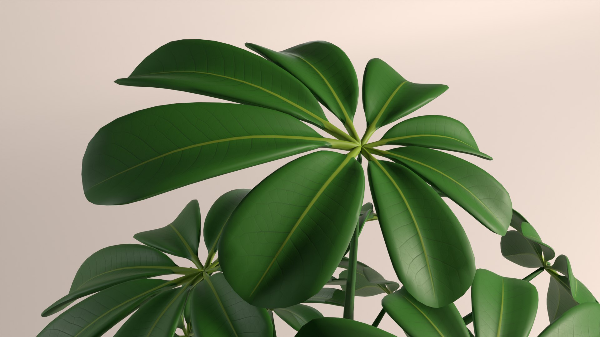 Cartoon Schefflera potted plant 3D model https://p.turbosquid.com/ts-thumb/QF/bial7z/8n/p_33/png/1766404827/1920x1080/fit_q87/6483213bbf30f221b830e33560046cbb24d14ce8/p_33.jpg