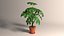 Pianta in vaso Schefflera dei cartoni animati