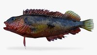 Largemouth Blenny