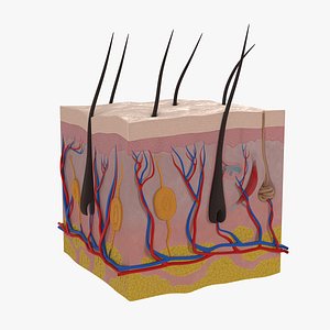 Cross Section of Human Skin