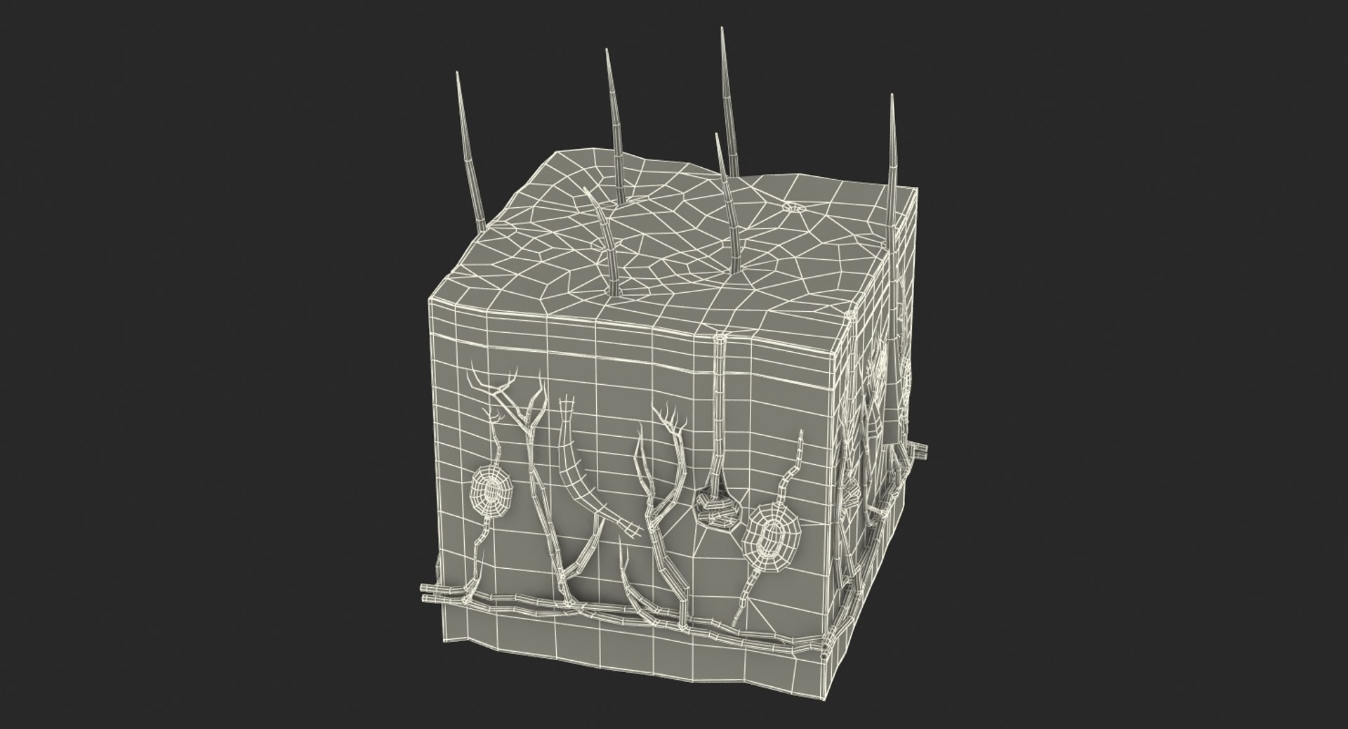 cross section human skin 3D model https://p.turbosquid.com/ts-thumb/QF/t8uBzg/Gtyd2WD4/crosssectionofhumanskin3dsmodel014/jpg/1537481509/1920x1080/fit_q87/b76267921036a2544ac6bb33ae21897df21c3171/crosssectionofhumanskin3dsmodel014.jpg