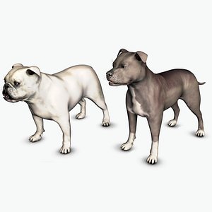 3D American Pitbull Male and English Bulldog Male Set
