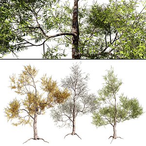 Gum Tree 3D Models with Green Summer Fall and Leafless Winter