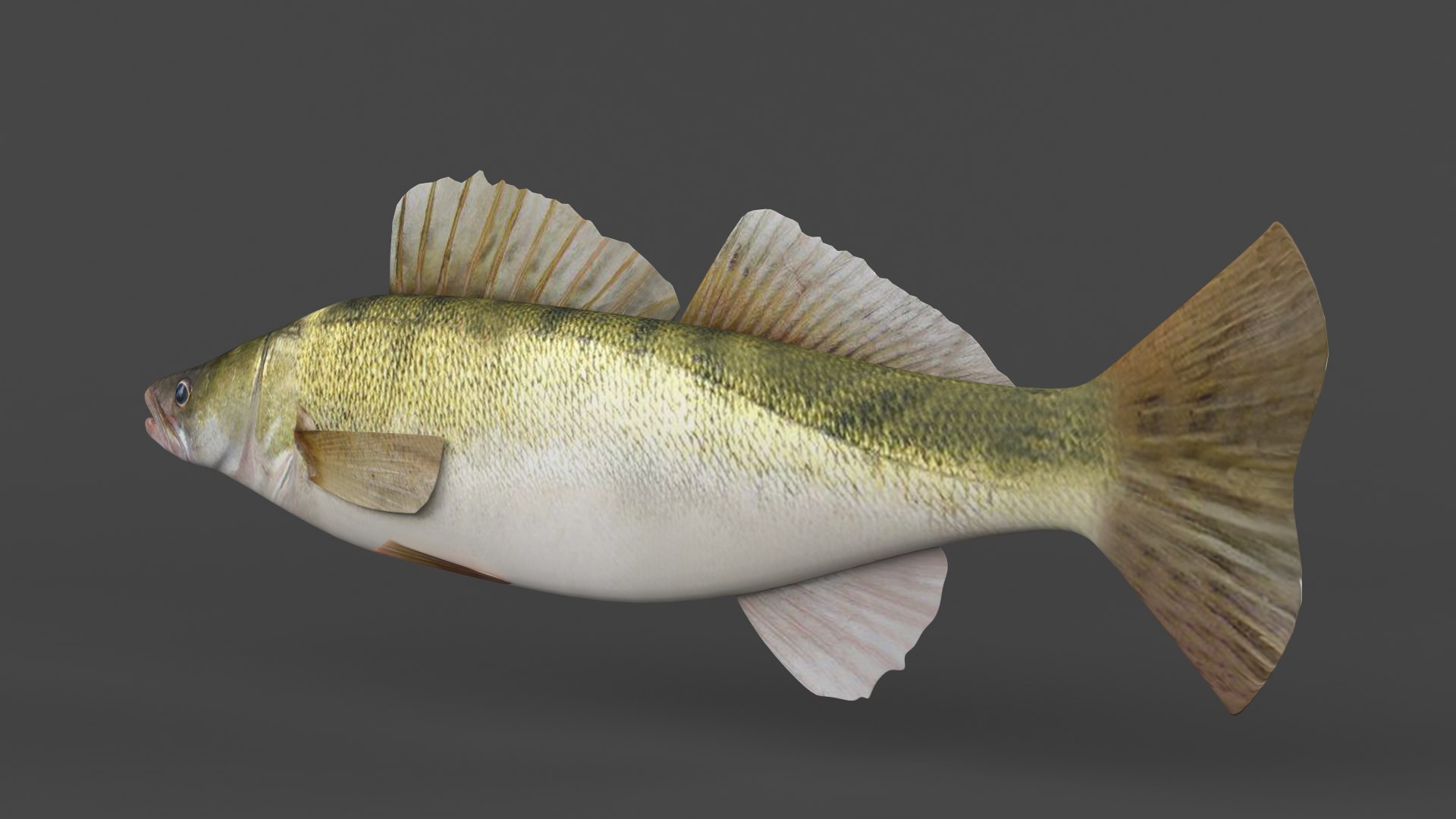 3D Fish Zander Model TurboSquid 2126821